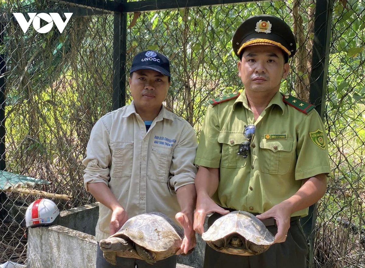 Kiểm lâm Thừa Thiên Huế tiếp nhận 4 cá thể rùa về môi trường tự nhiên